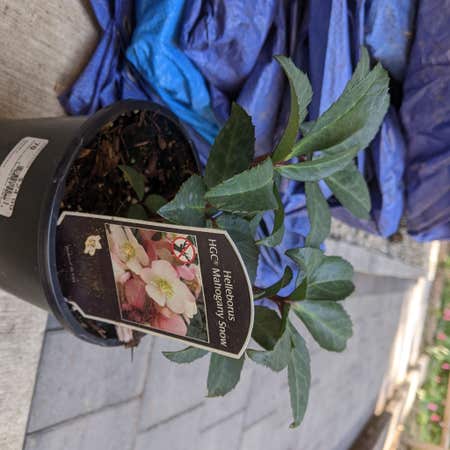 Photo of the plant species Helleborus lividus by @YoungSandrose named Trial on Greg, the plant care app