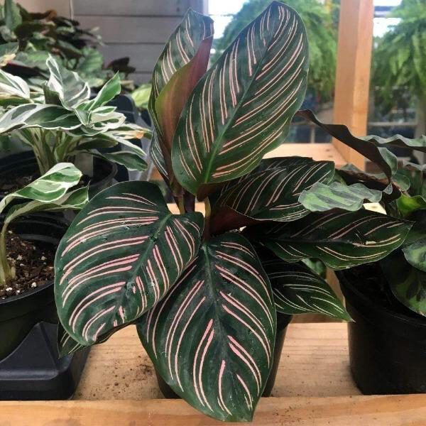 Pinstripe Calathea plant photo by @luluandthelemons named Mr. pain in the ass on Greg, the plant care app.