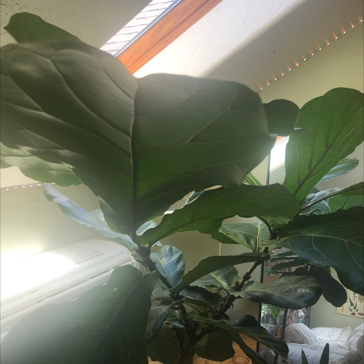 Fiddle Leaf Fig plant photo by @luluandthelemons named lemon on Greg, the plant care app.
