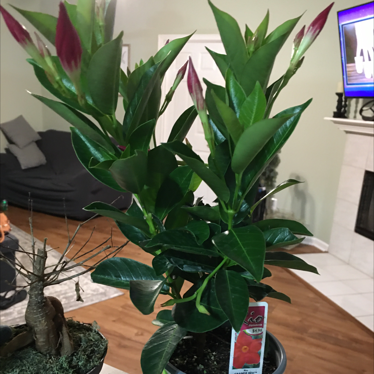 Indoor potted Brazilian Jasmine with glossy green leaves and red-tipped buds.