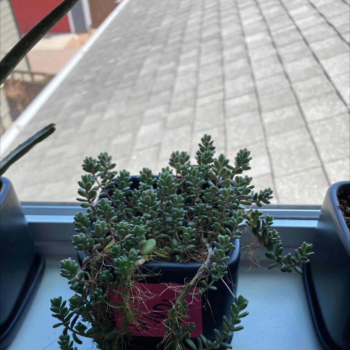 Corsican Stonecrop plant in a small pot on a windowsill with a rooftop background.