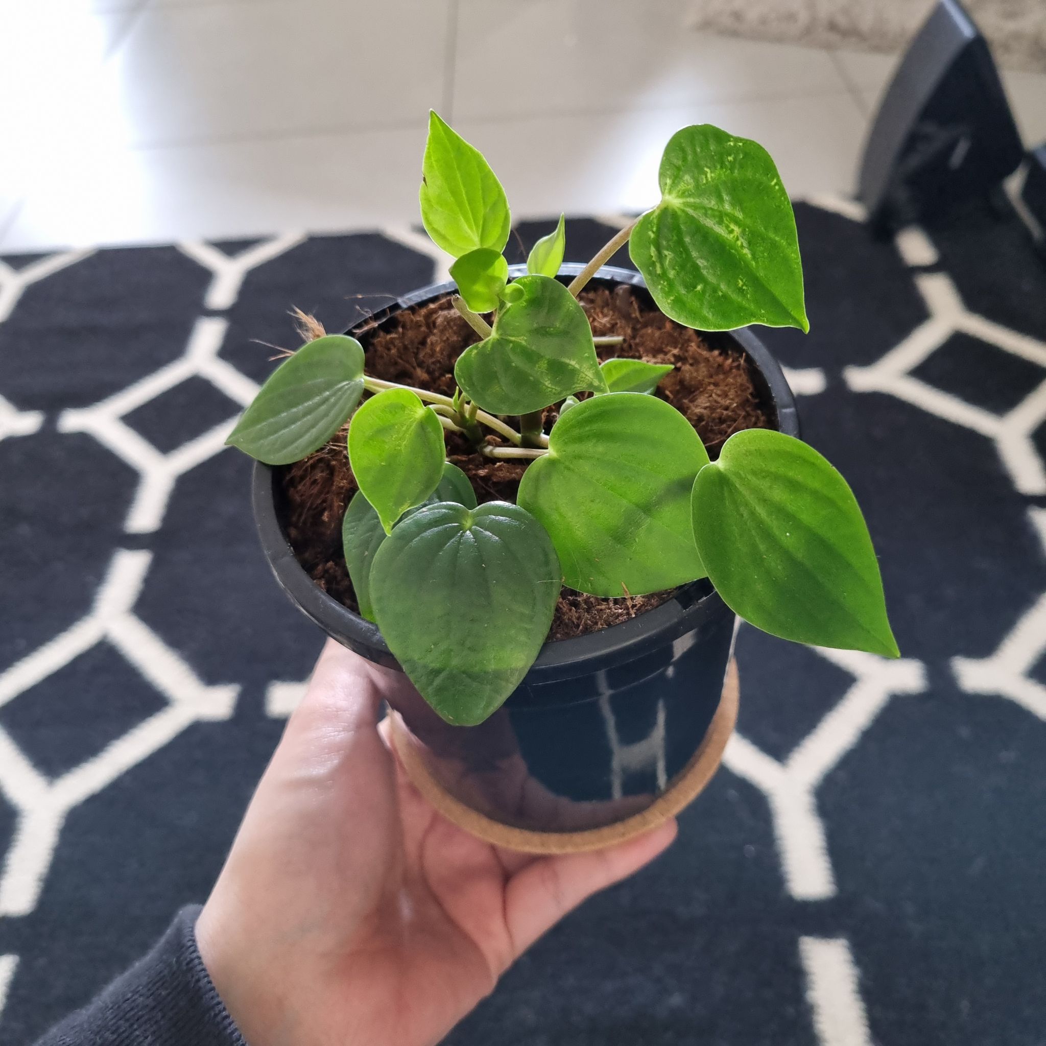 Photo of the plant species Peperomia meridiana by @BlissfulWoreya named Peperomia meridiana on Greg, the plant care app