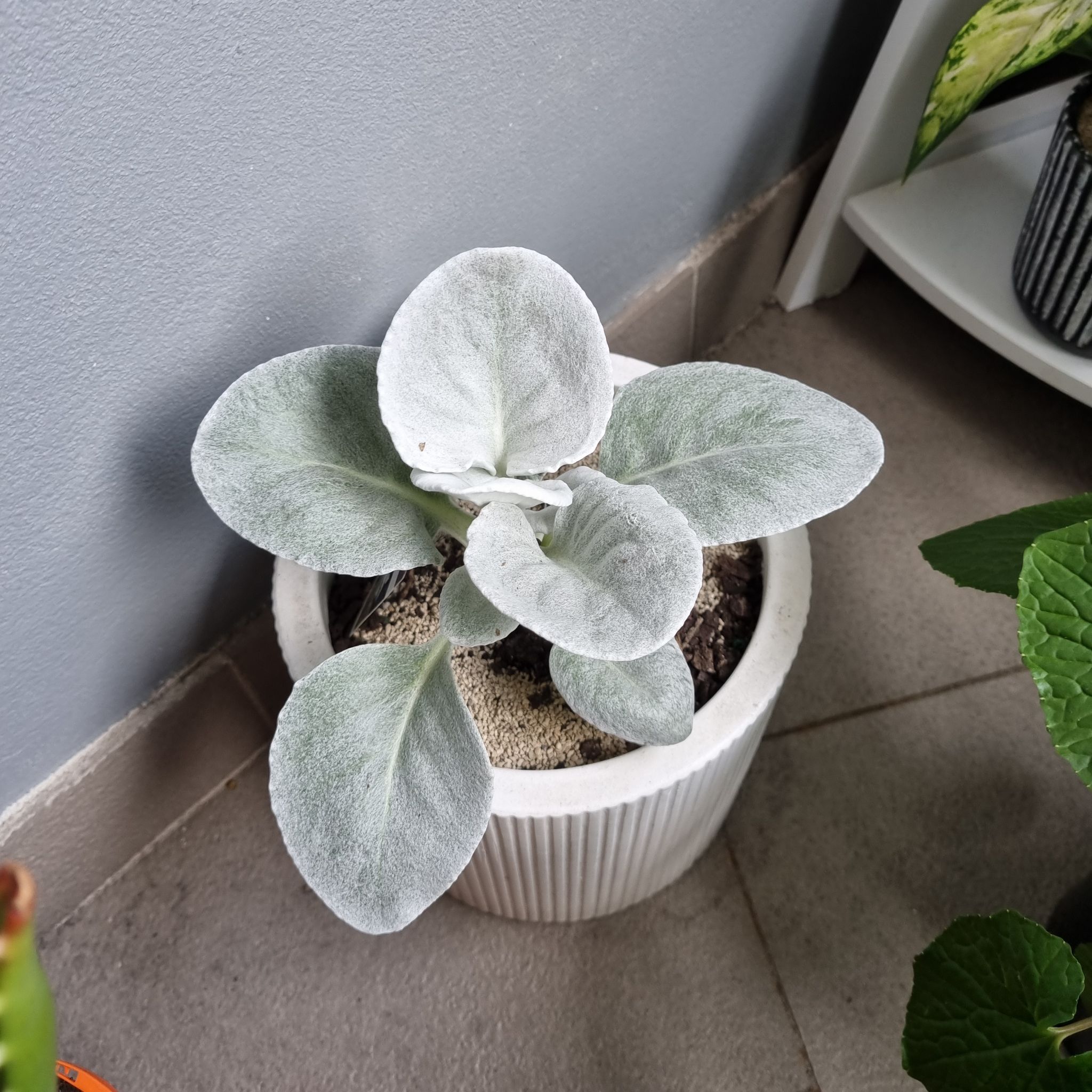 Potted Angel Wings Senecio plant with silvery-white leaves, healthy appearance.