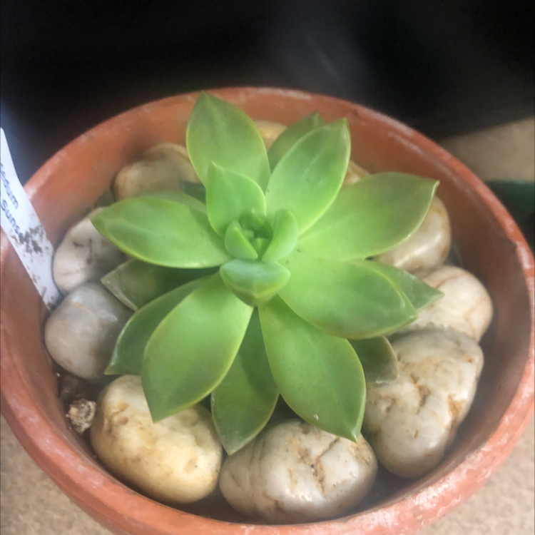 Healthy Graptosedum 'California Sunset' succulent in a small pot with decorative stones.