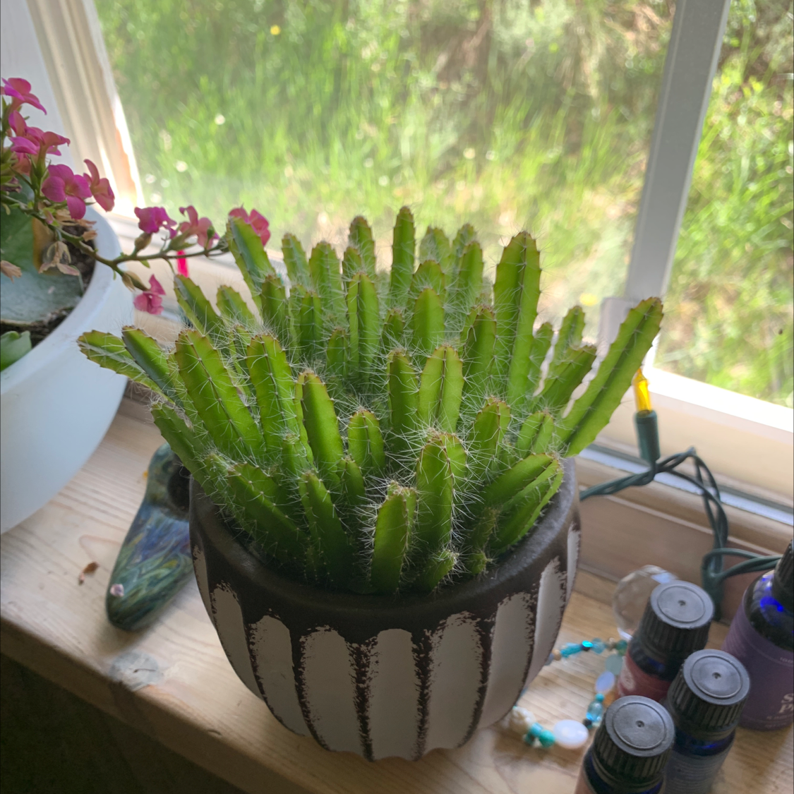 Night-Blooming Cereus plant in a pot on a windowsill, with vibrant green stems.