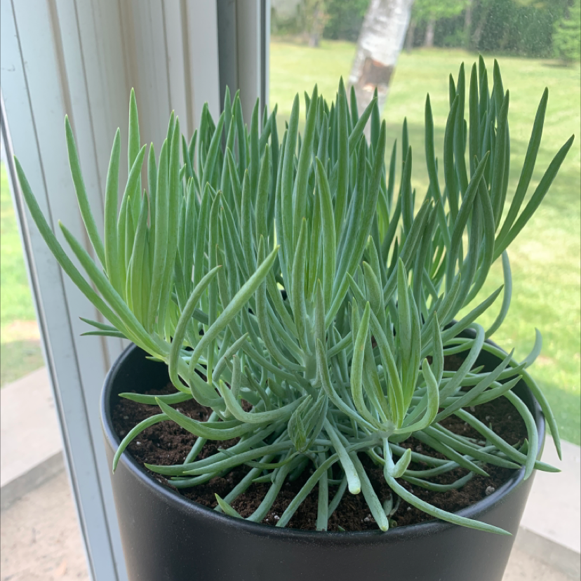 Healthy Narrow-Leaf Chalk Sticks plant in a black pot near a window.
