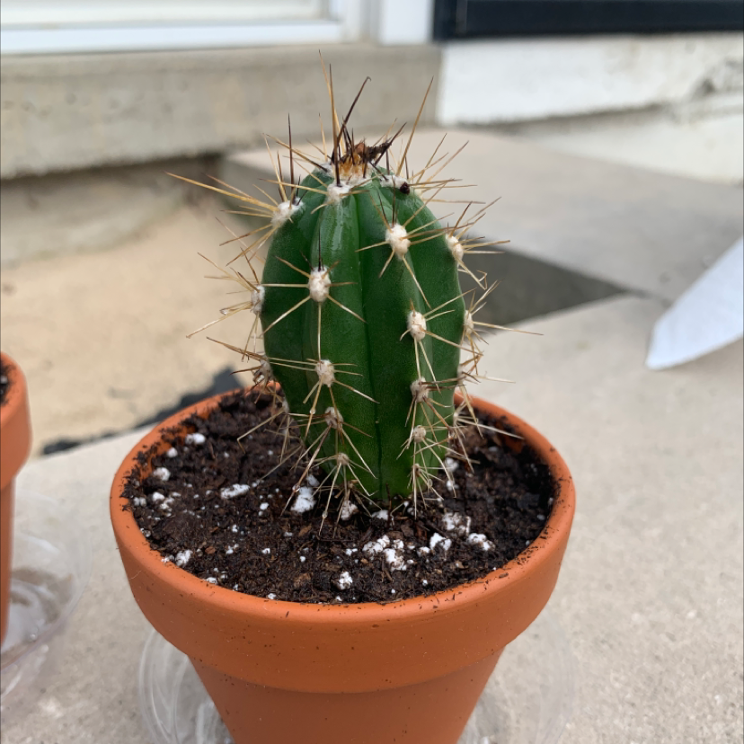 A healthy Pleated Cereus cactus in a terracotta pot with visible soil.