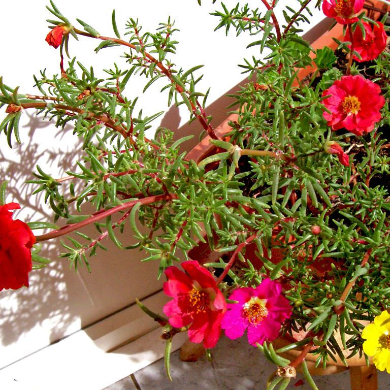 Photo of the plant species Moss Rose Purselane by @SelfstarterDill named ورد الصباح on Greg, the plant care app