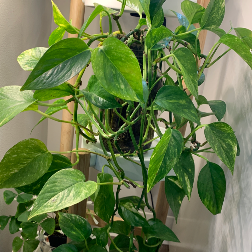 Taro Vine plant photo by @lemonleaf named Goldylocks on Greg, the plant care app.