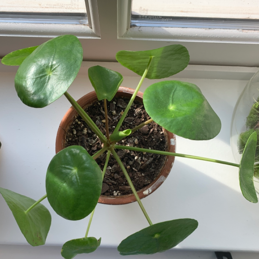 Chinese Money Plant plant photo by @lemonleaf named Penny ☆ on Greg, the plant care app.