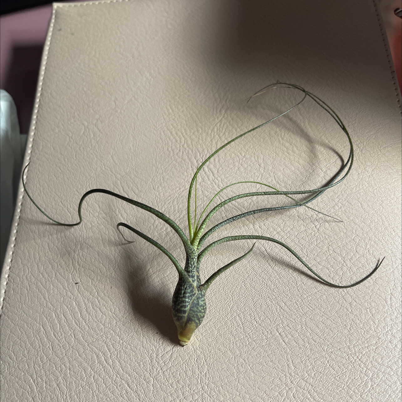 Tillandsia butzii plant on a light-colored surface, healthy with curly green leaves.