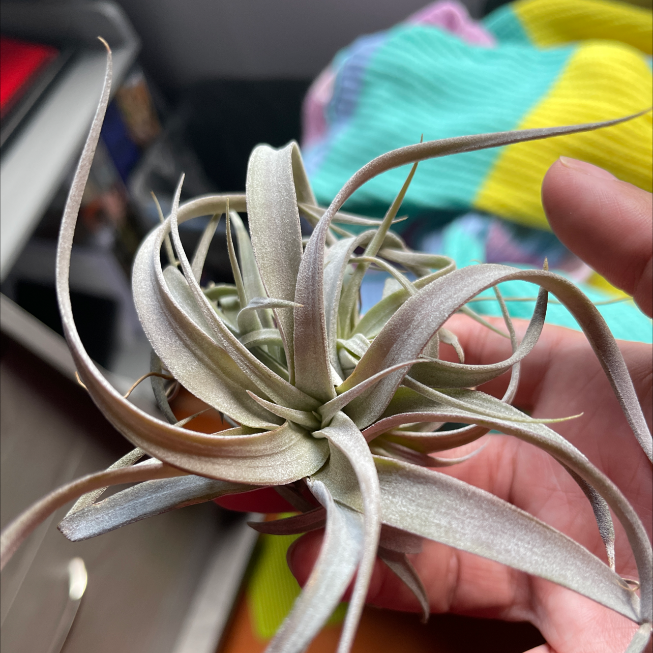 Photo of the plant species Tillandsia chiapensis by Desiree named Athena on Greg, the plant care app