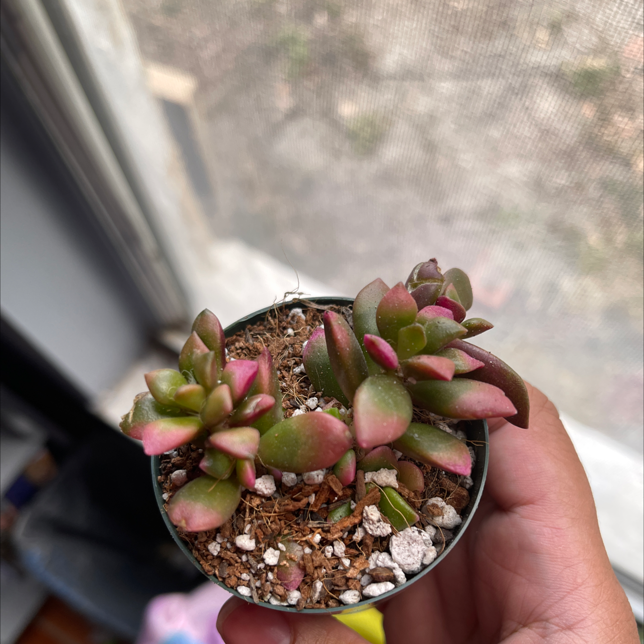 A small potted Anacampseros 'Sunrise' succulent with green and pink leaves, held by a hand.