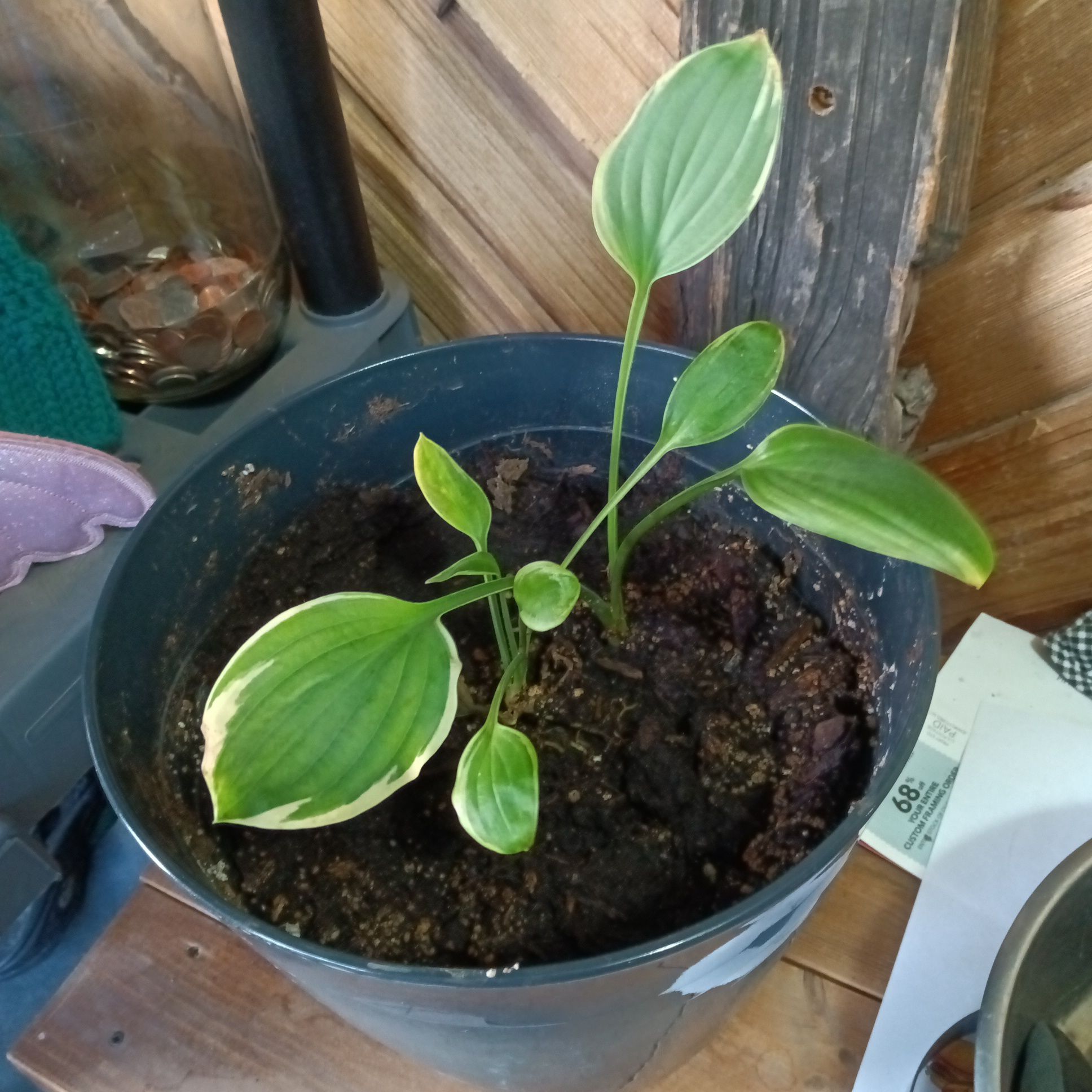 Potted Hosta 'Patriot' plant with green leaves and white edges.