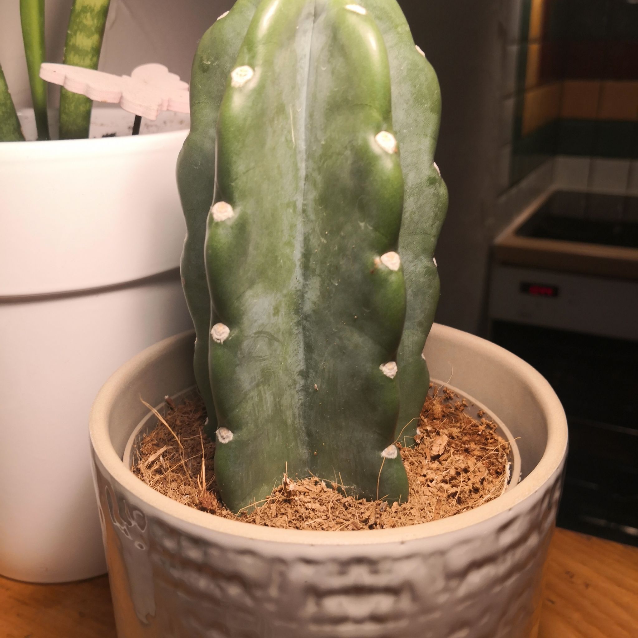 Spiral Cactus in a pot with visible soil, well-framed and in focus.