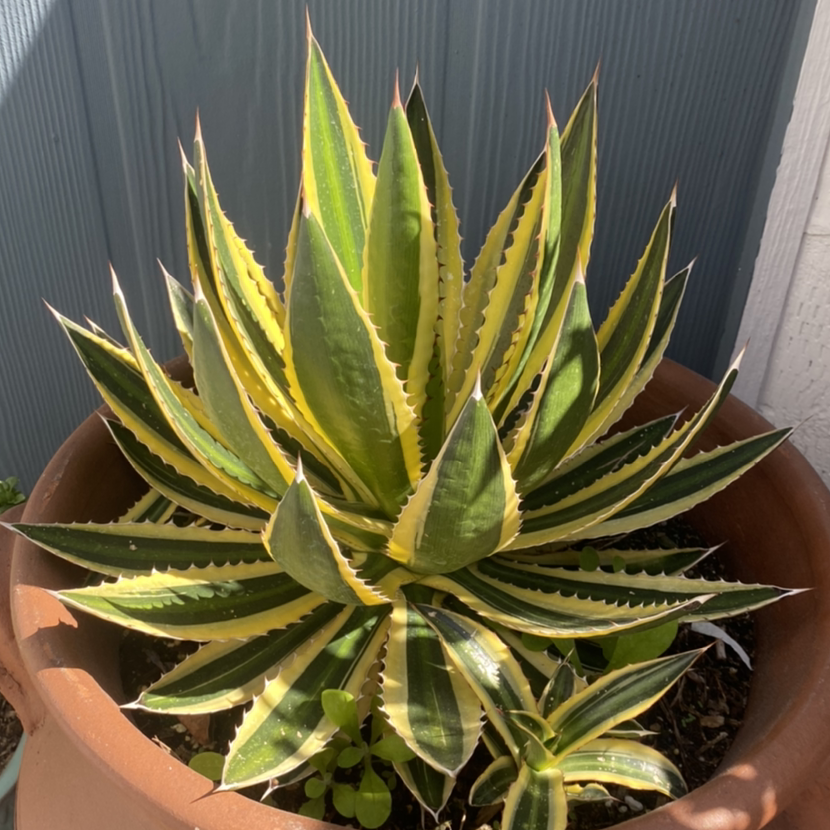 Thorn-Crested Century Plant in a pot with vibrant green leaves and yellow margins.
