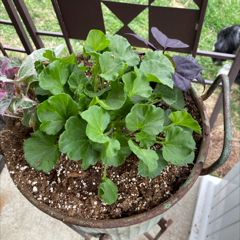 Photo of the plant species Scarlet geranium by Plant parent named Gregarious on Greg, the plant care app