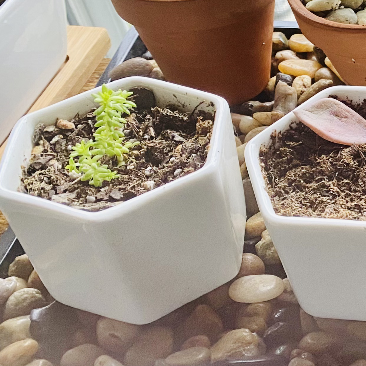 Photo of the plant species Goldmoss Stonecrop by @thespoonkit named Golden Babies 2 on Greg, the plant care app
