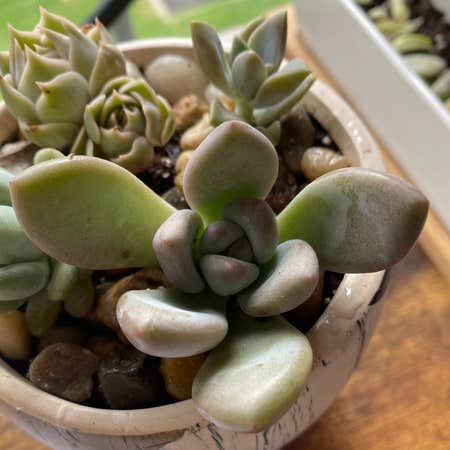 Photo of the plant species Echeveria 'Opalina' by @thespoonkit named Opal on Greg, the plant care app