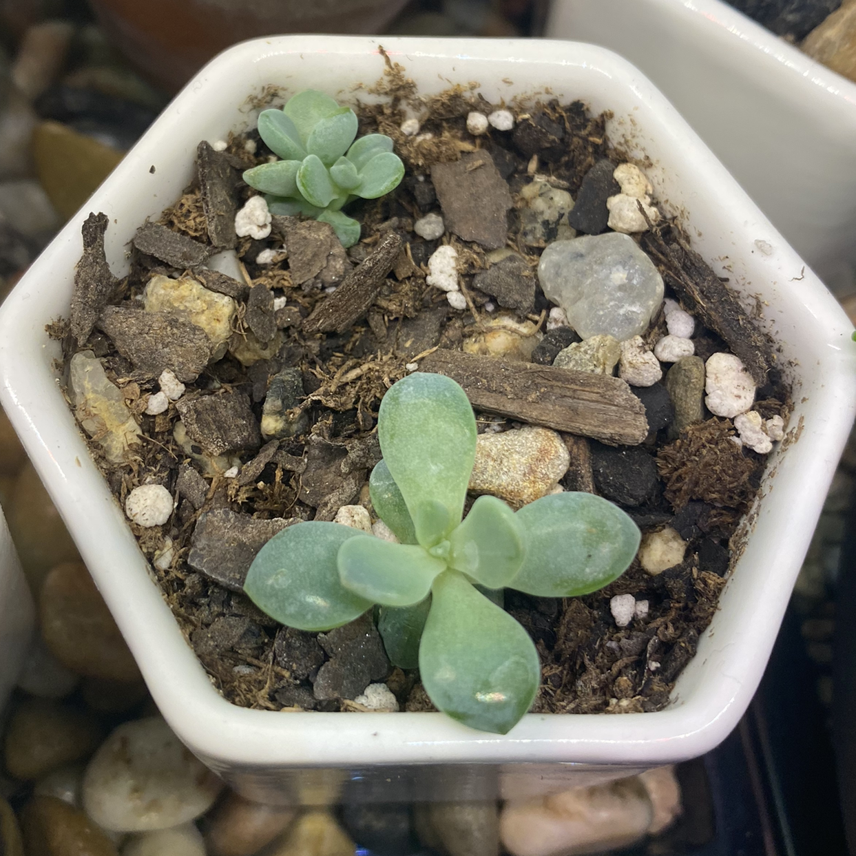 Photo of the plant species Echeveria 'Opalina' by @thespoonkit named Brothers on Greg, the plant care app