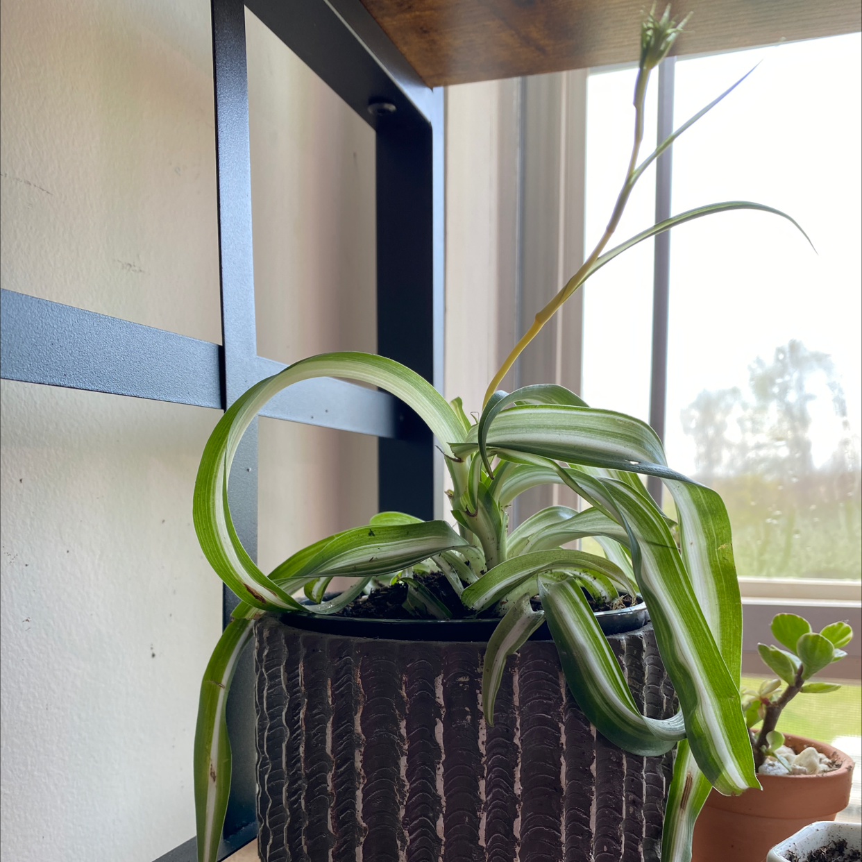 Photo of the plant species Curly Spider Plant by @thespoonkit named Michiru on Greg, the plant care app