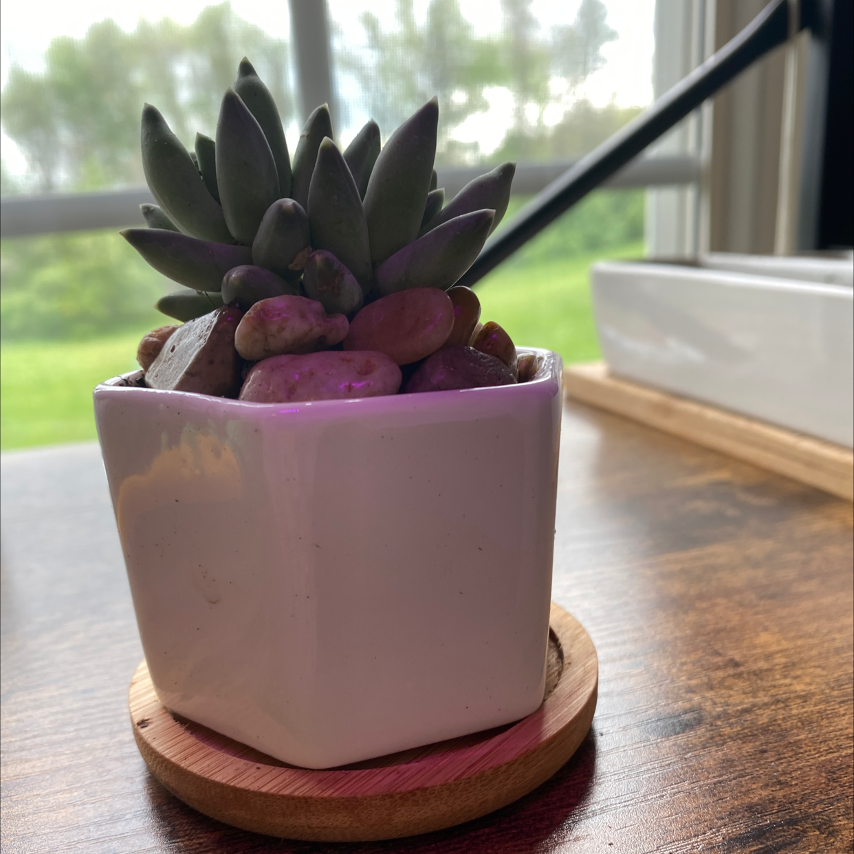 Photo of the plant species Little Jewel by @thespoonkit named Little Jewel on Greg, the plant care app