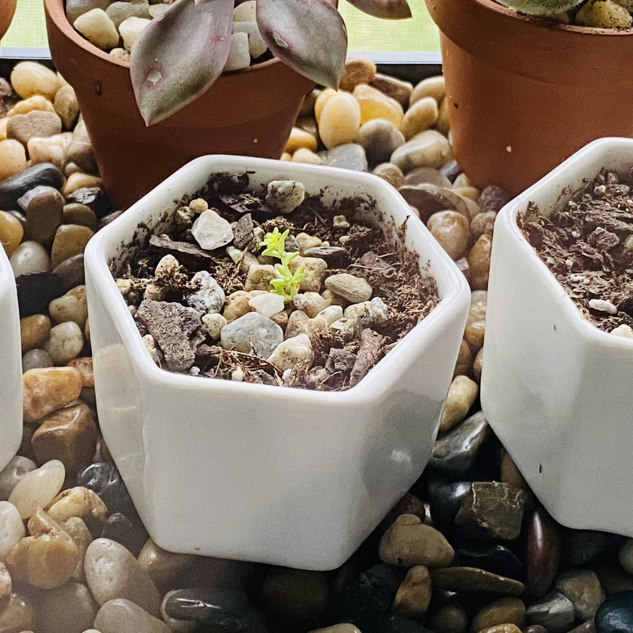 Photo of the plant species Goldmoss Stonecrop by @thespoonkit named Golden Babies 1 on Greg, the plant care app