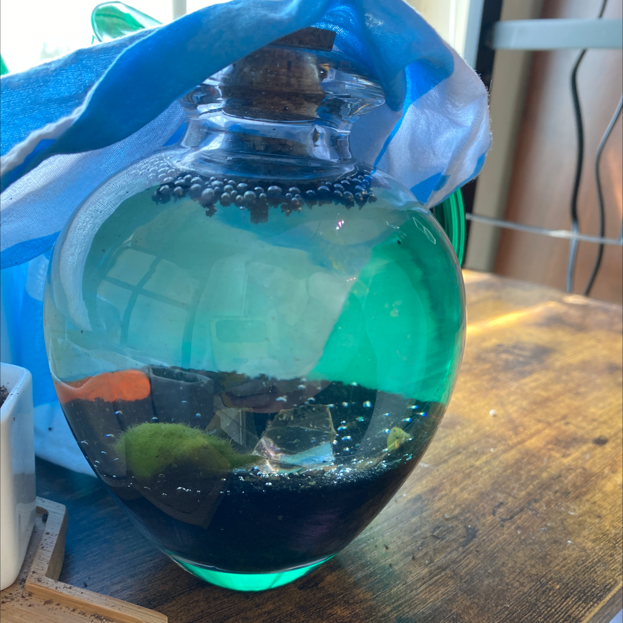 Marimo moss ball in a glass container filled with water, placed on a wooden surface.
