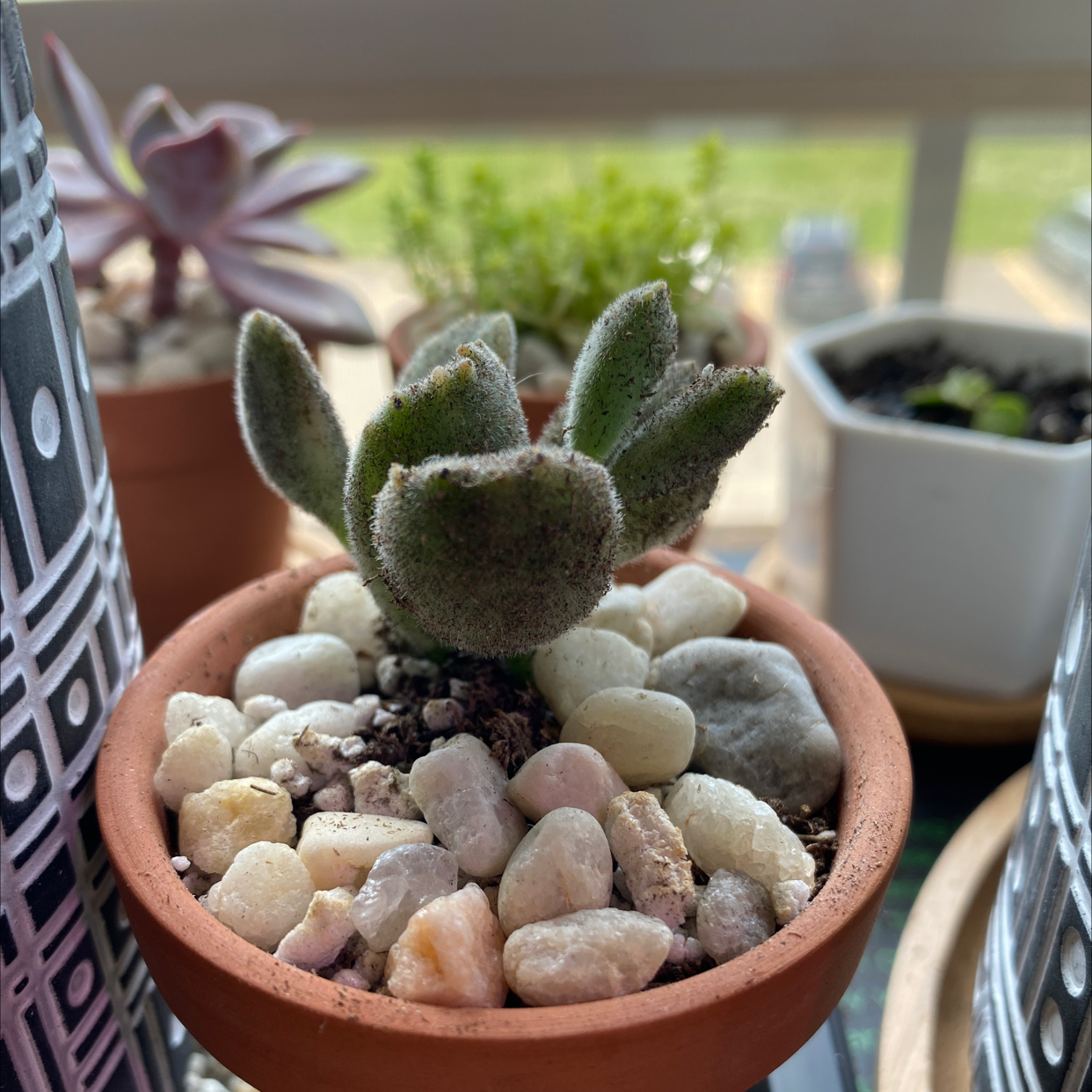 Photo of the plant species Bear's Paw by @thespoonkit named Small Paws on Greg, the plant care app