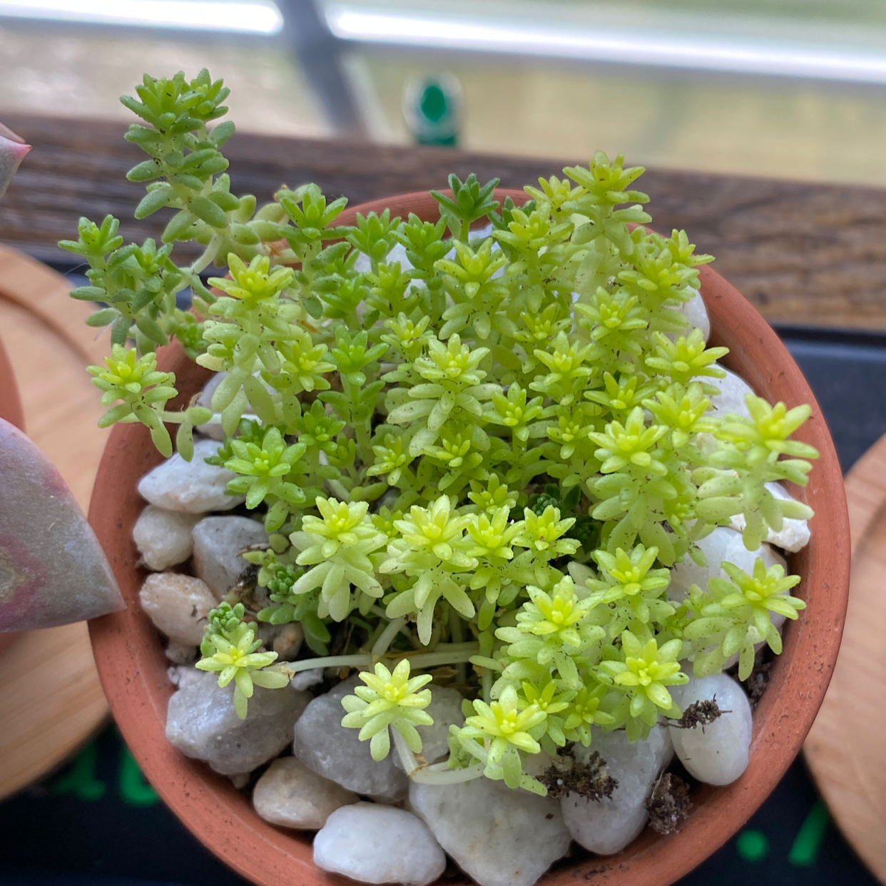 Photo of the plant species Goldmoss Stonecrop by @thespoonkit named Babies on Greg, the plant care app