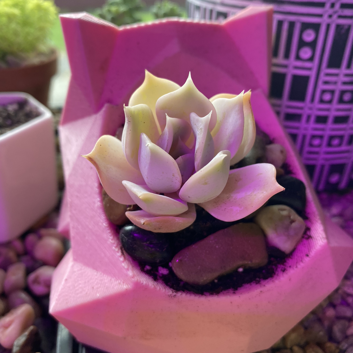 Photo of the plant species Lilac China by @thespoonkit named Yanli on Greg, the plant care app