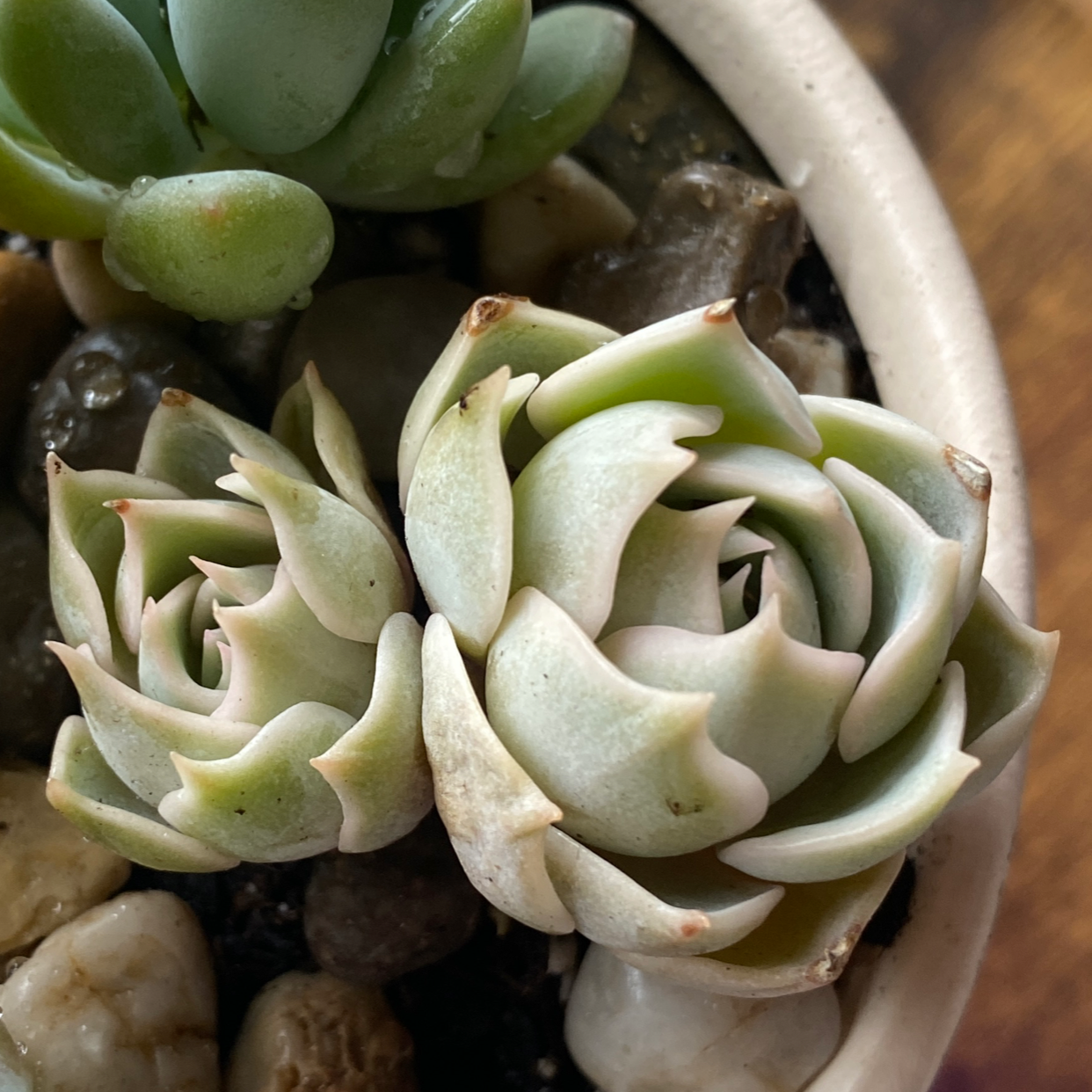 Echeveria Lotus Plant Care: Water, Light, Nutrients | Greg App 🌱