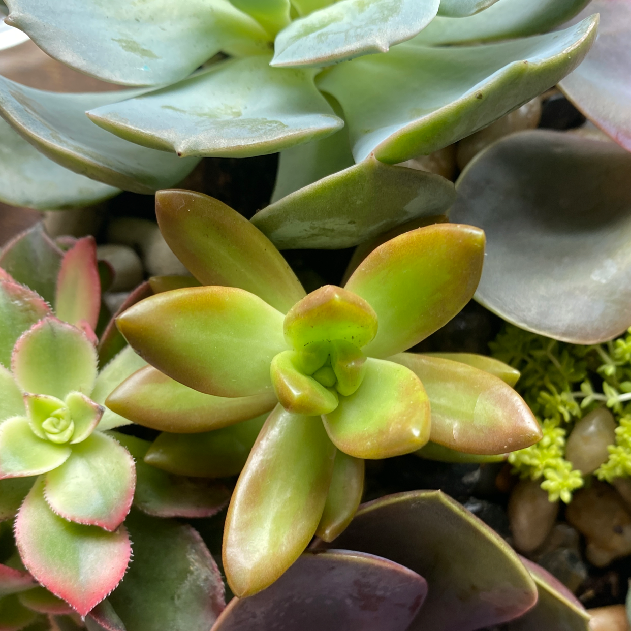 Sedum adolphi 'Golden Glow' succulent with green and reddish leaves, healthy condition.