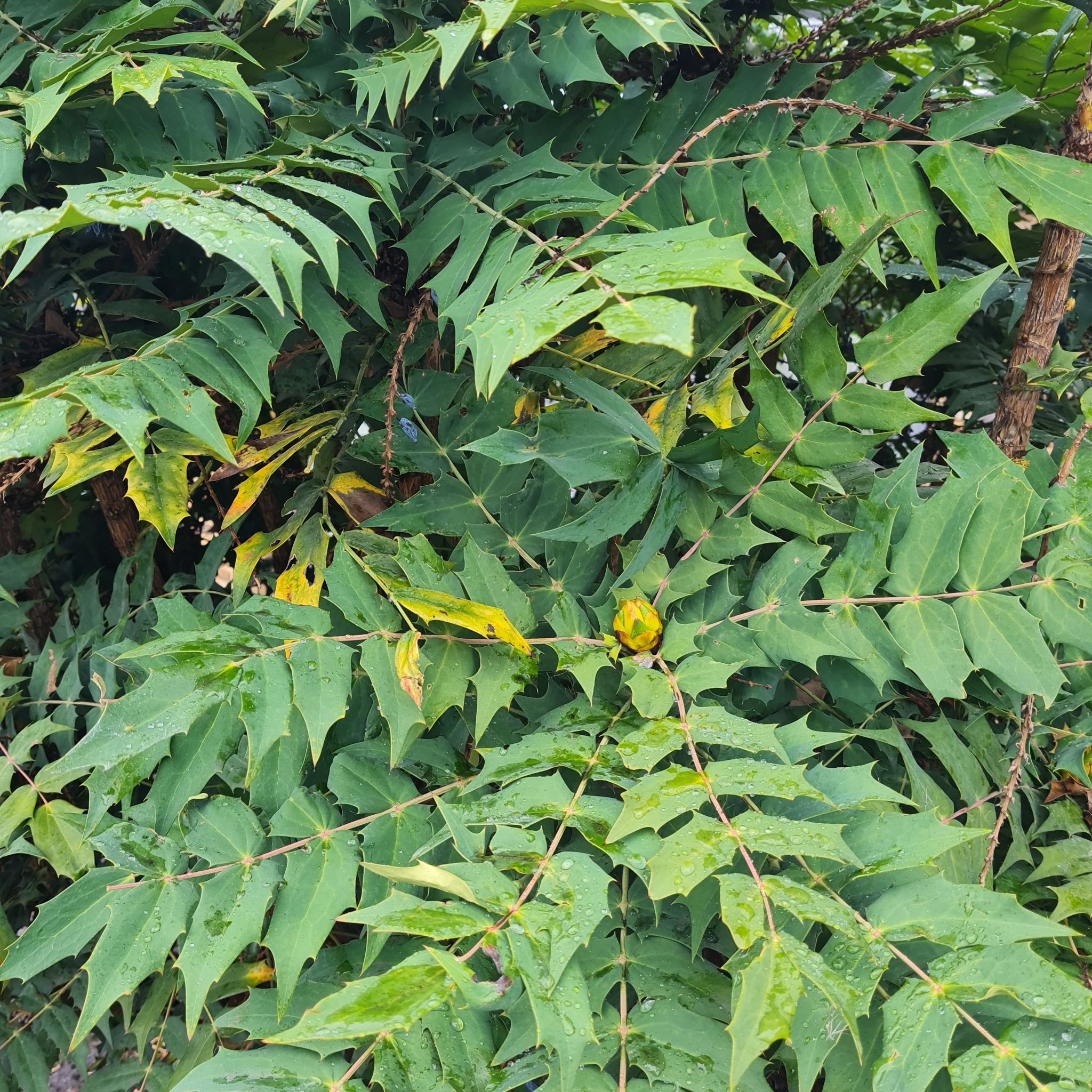 Photo of the plant species leatherleaf mahonia by @ChiefLipandra named Unknown on Greg, the plant care app