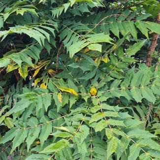 leatherleaf mahonia plant in Somewhere on Earth