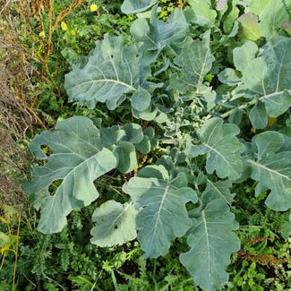 Wild Cabbage plant in Somewhere on Earth