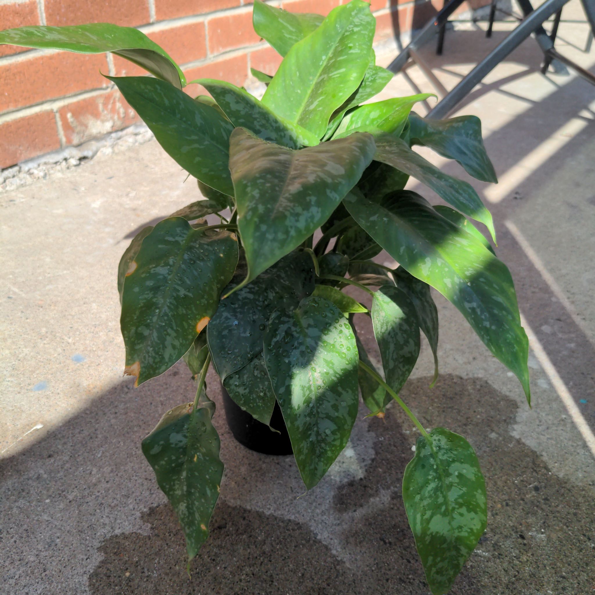 Photo of the plant species motleyana elite by @DreamyTropical named Lola on Greg, the plant care app