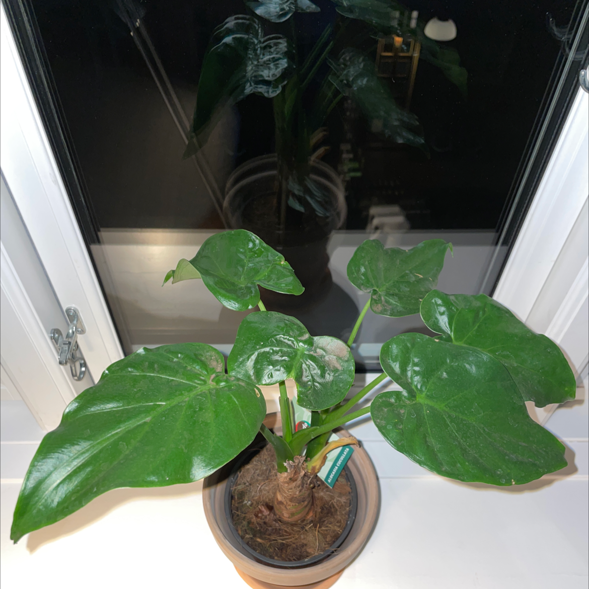 Healthy Chinese taro plant with large green arrow-shaped leaves in a terra cotta pot on a sunny window sill.