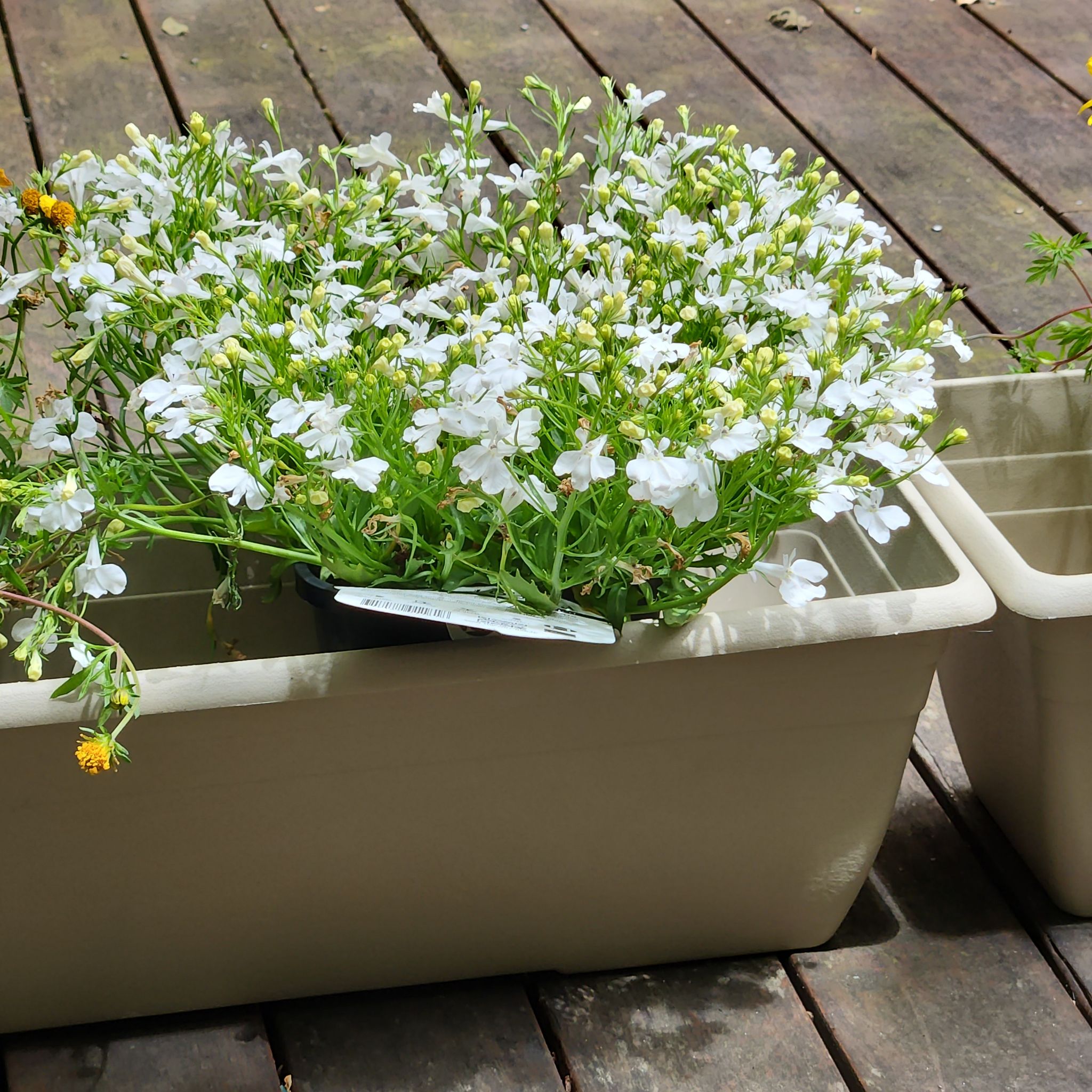 Healthy Edging Lobelia plant with white flowers in a container on a wooden deck.