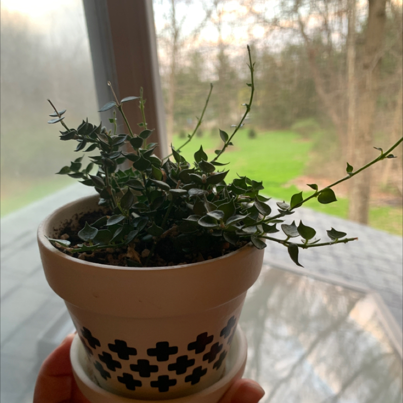 Potted Million Hearts plant held by a hand near a window with an outdoor view.