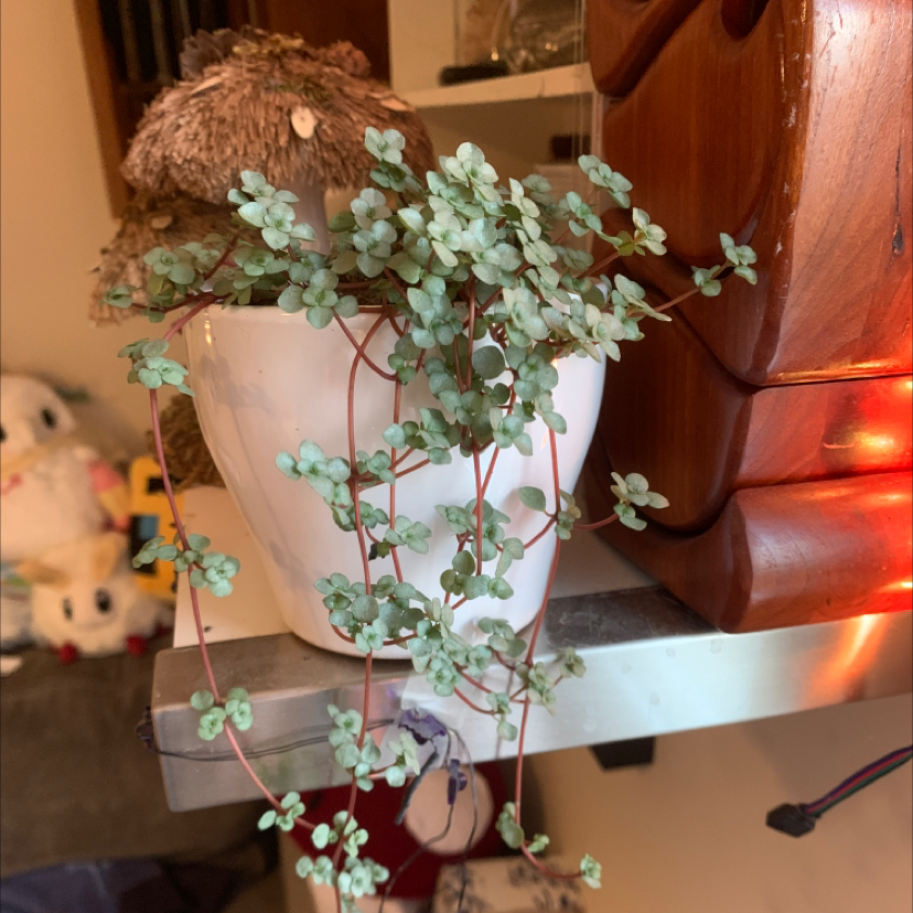 Photo of the plant species Silver Spa by @SentientTrash named Harper on Greg, the plant care app