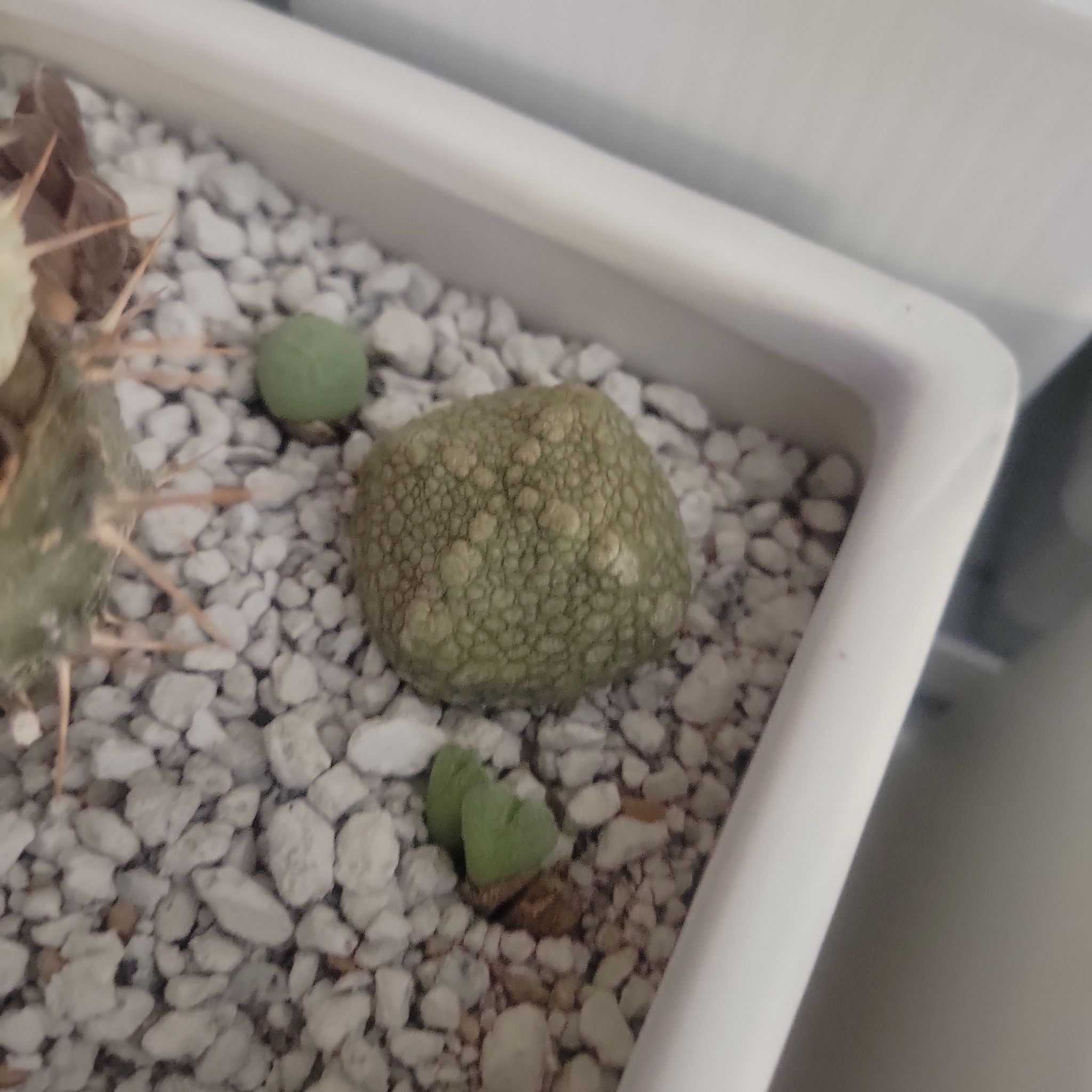 Photo of the plant species Cube Pseudolithos by @FineFantasy named Pseudolithos cubiformis on Greg, the plant care app