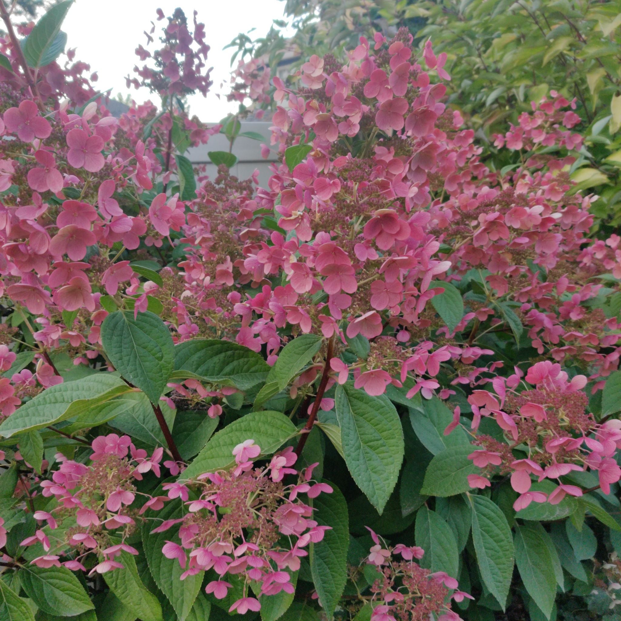 Why Are There Black Spots on My Panicle Hydrangea Leaves?