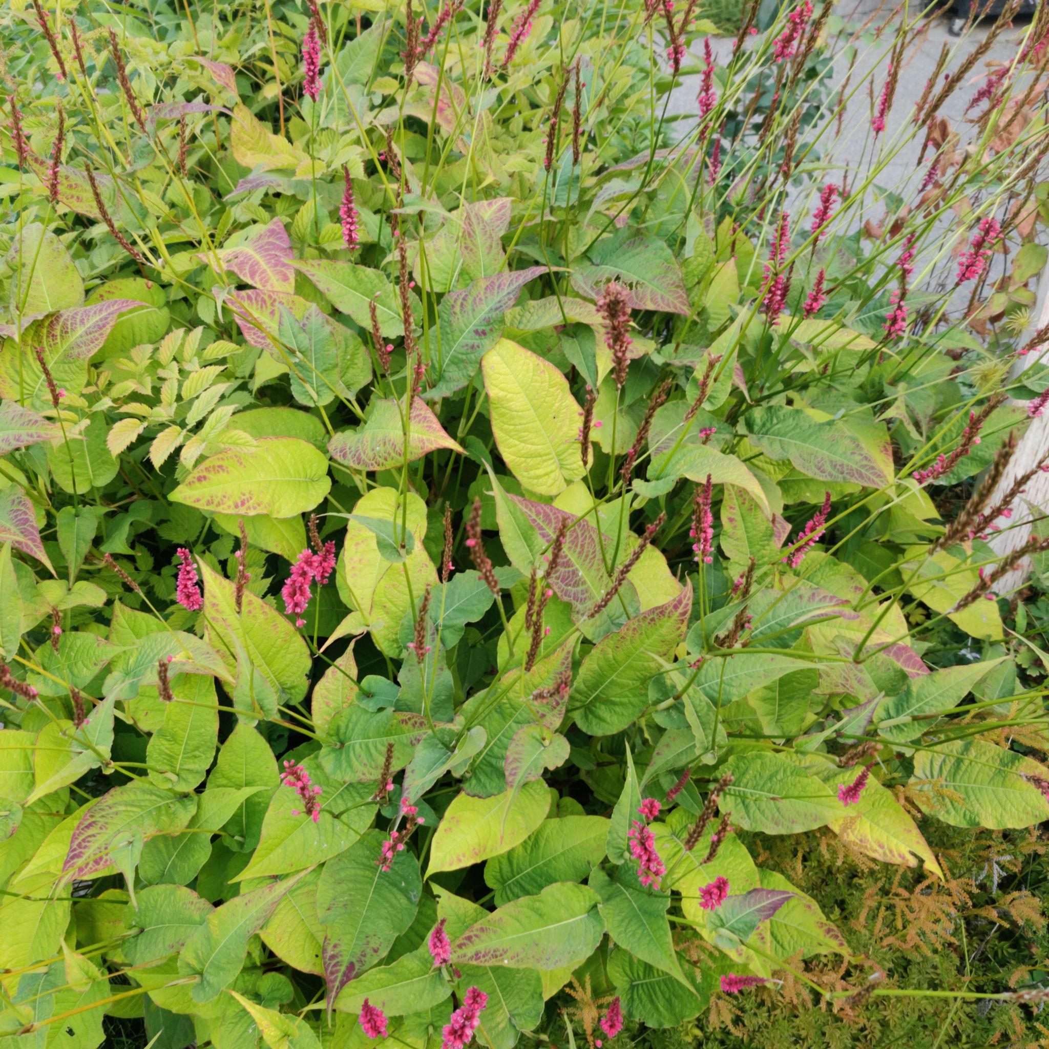 Photo of the plant species Mountain Fleece by @ExactMatagouri named Lil red on Greg, the plant care app