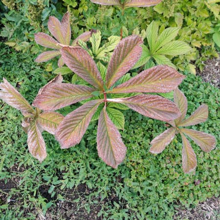 Photo of the plant species Rodgersia pinnata by @ExactMatagouri named Back 1 on Greg, the plant care app