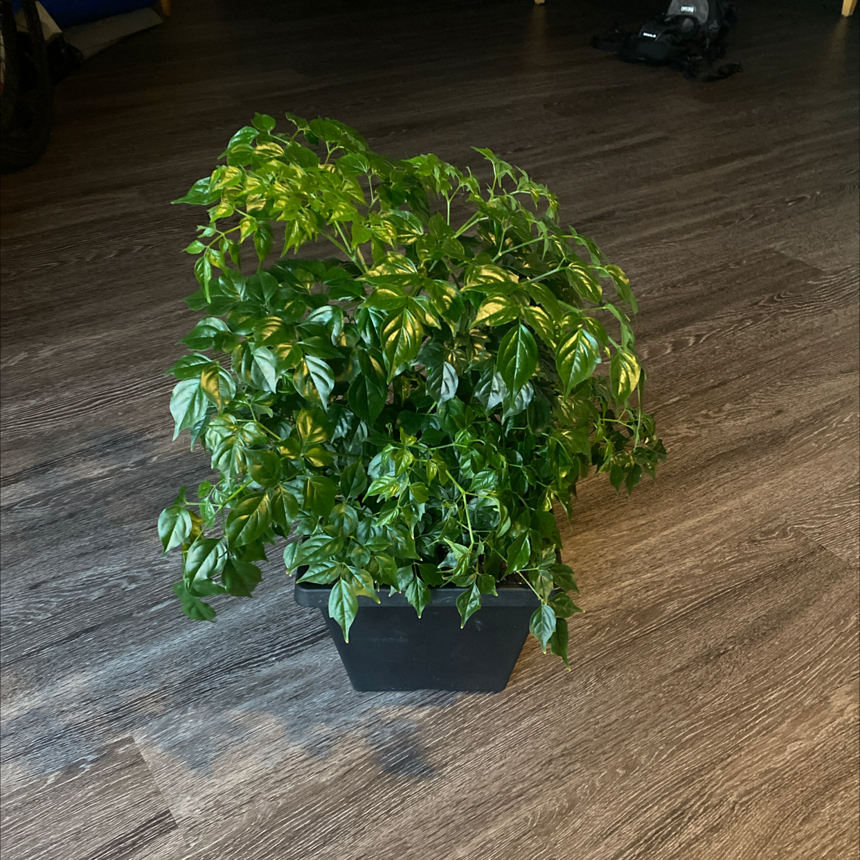 Healthy, lush China Doll plant with vibrant green bipinnately compound leaves in a black plastic nursery pot on a hardwood floor.