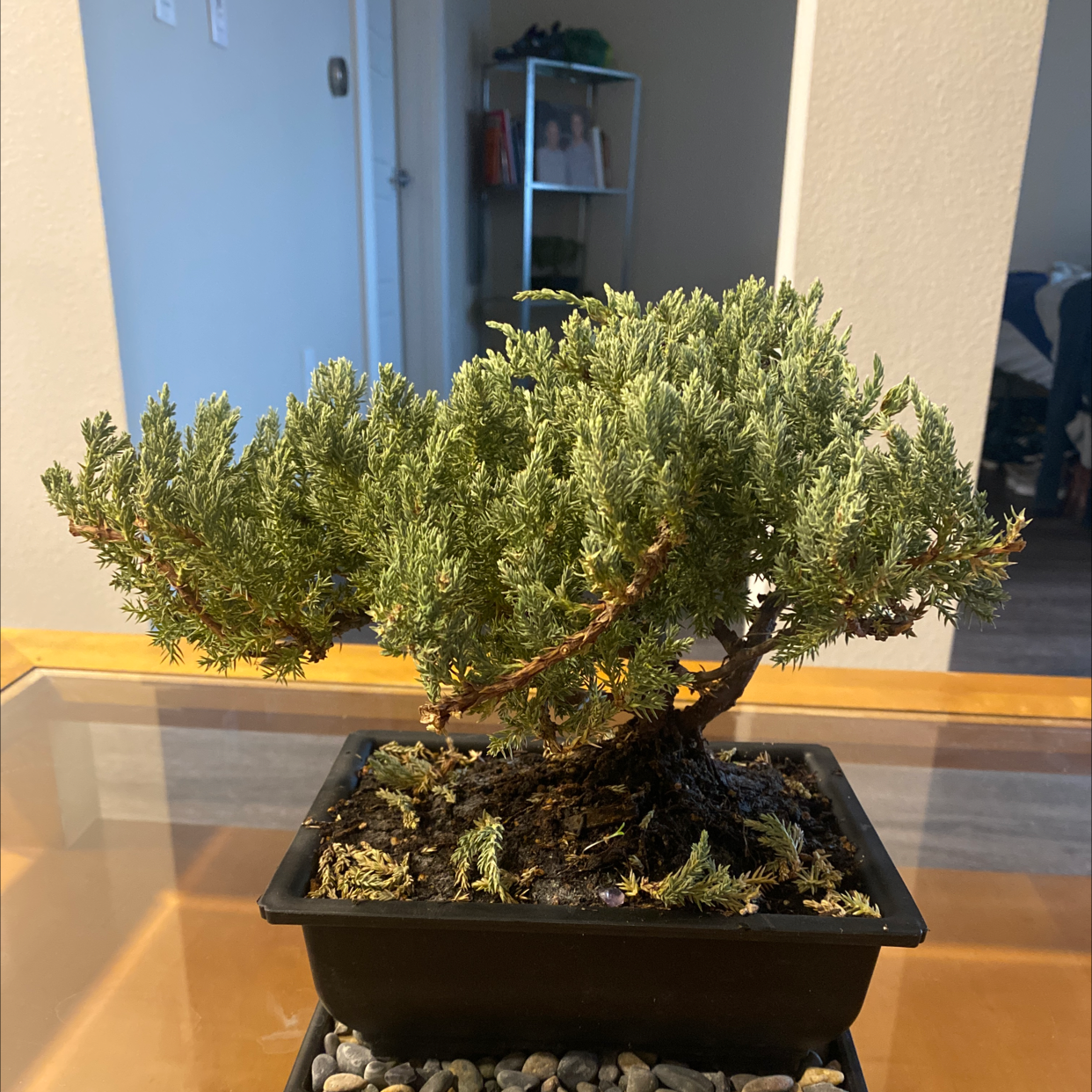 Sargent Juniper plant in a rectangular pot with visible soil and healthy green foliage.