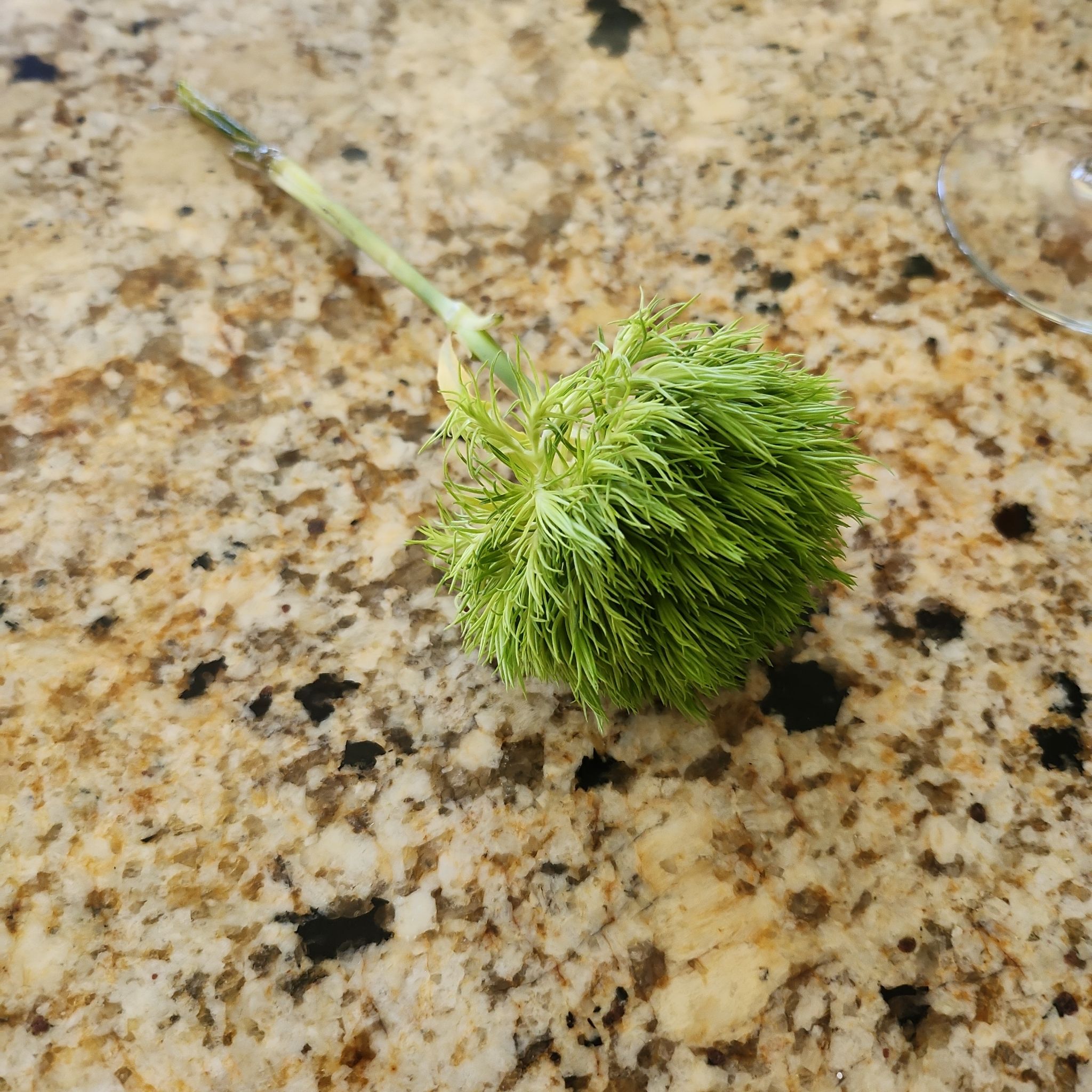 Broom Forkmoss plant on a granite countertop, green and bushy.