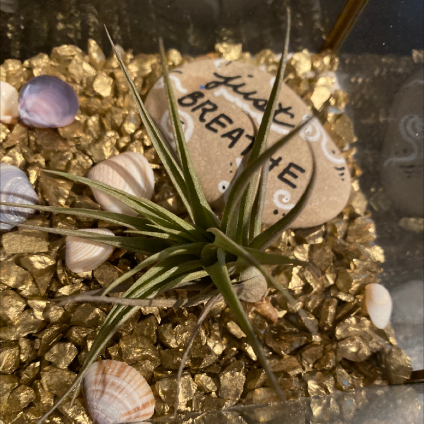 Small Ballmoss plant on golden decorative stones with seashells and a painted rock.