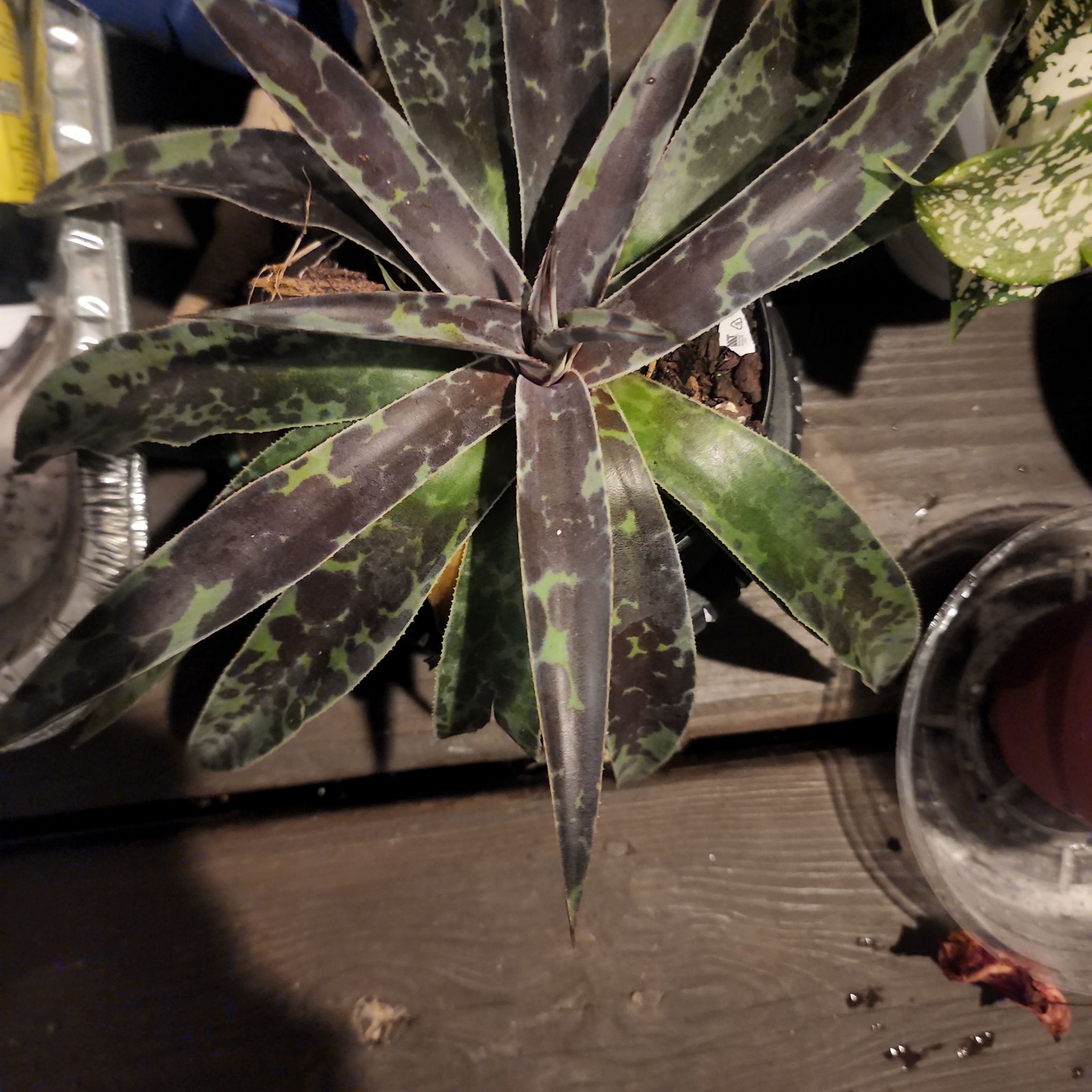 Photo of the plant species Mangave Spotty Dotty by @CountryJungle86 named SUC 1 on Greg, the plant care app